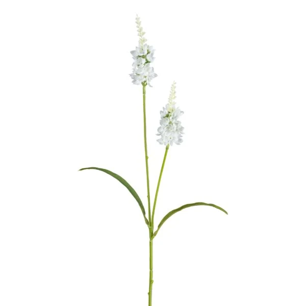 Barbara, Lysimachia, Hvid, h 63 cm - Billede 2