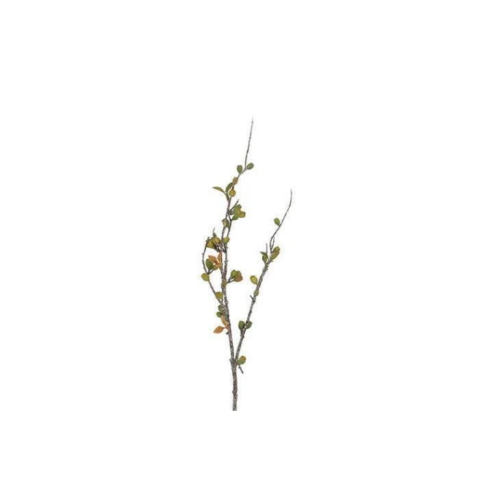 Barbara, Eucalyptus Corymbia, Grøn, H 77 cm - Billede 2