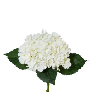 Barbara, Hortensia, Hvid, h 53 cm