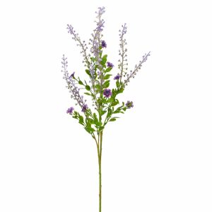Barbara, Phytolacca, Lilla H 72 cm