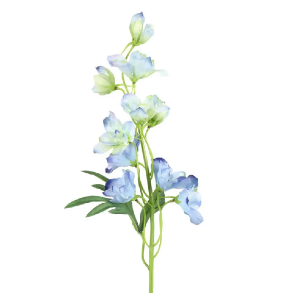 Barbara, Ridderspore, Blå, h 50 cm - Billede 2