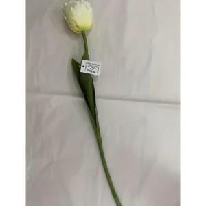 Barbara, Papegøje tulipan, Hvid/grøn, h61 cm